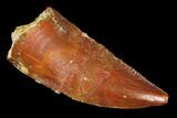 Serrated, Raptor Tooth - Real Dinosaur Tooth #102716-1